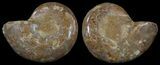 Cut & Polished, Agatized Ammonite Fossil - Jurassic #53809-1